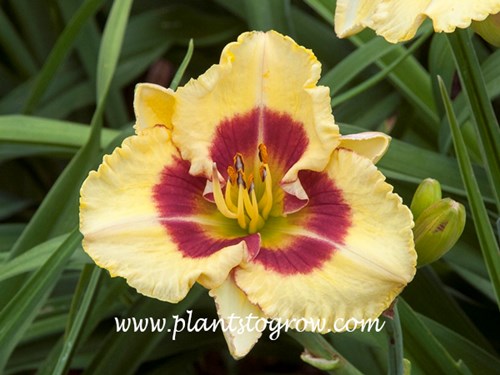 Monterrey Jack Daylily
height 24 in.
dormant, Tetraploid, 
Early season
cream yellow red eyezone, green throat
Trimmer, 1996